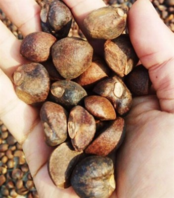 Como extrair óleo de camélia?